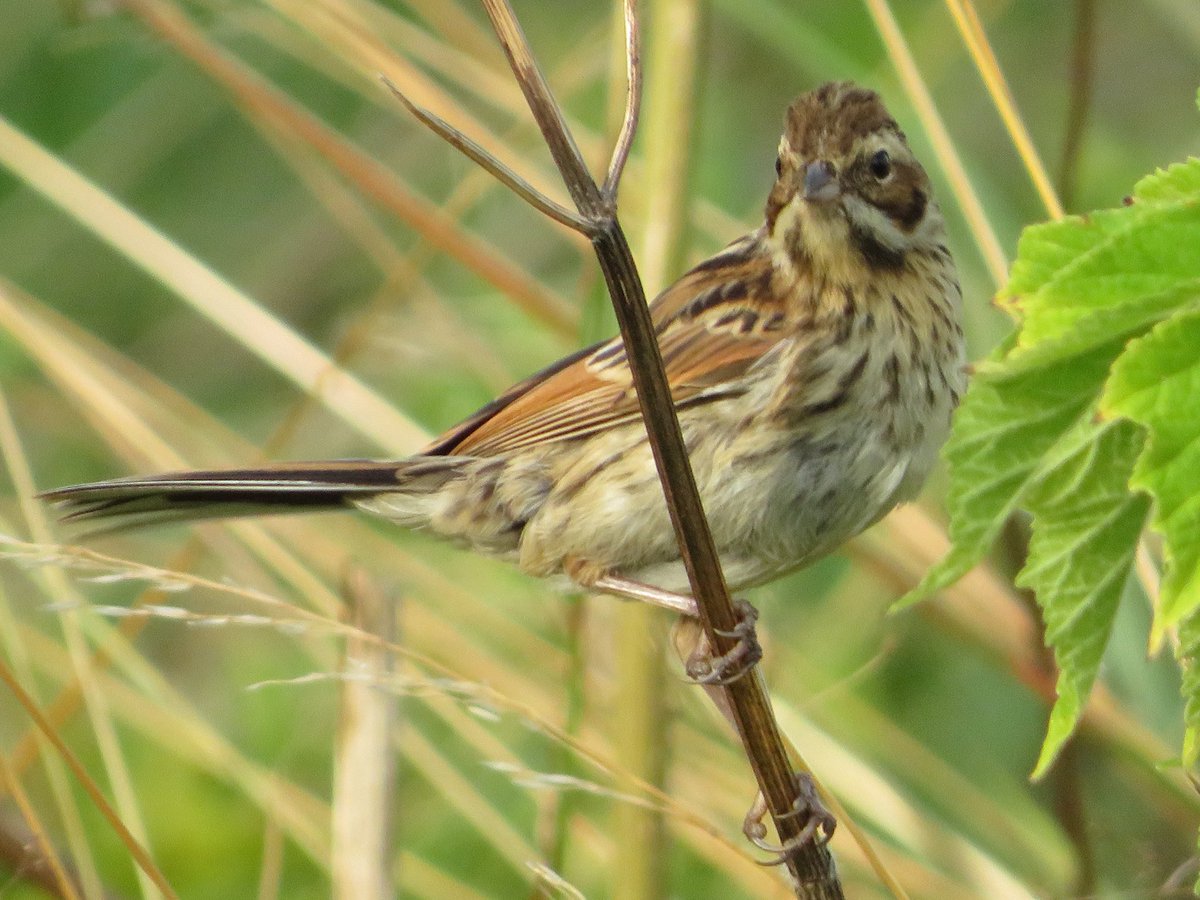 Frampton pools after the excitement of seeing <a href="/UKGords/">Gordon Hodgson</a> Black Winged Kite just a few 100 meters off pools patch what an amazing bird, at the pools 5 Swift 1 Common Sandpiper 1 Green Sandpiper 1 GW Egret 1 Whimbrel over 1 Hobby 1 Shoveler 6 Reed Bunting 1 Spot Flycatcher #GlosBirds