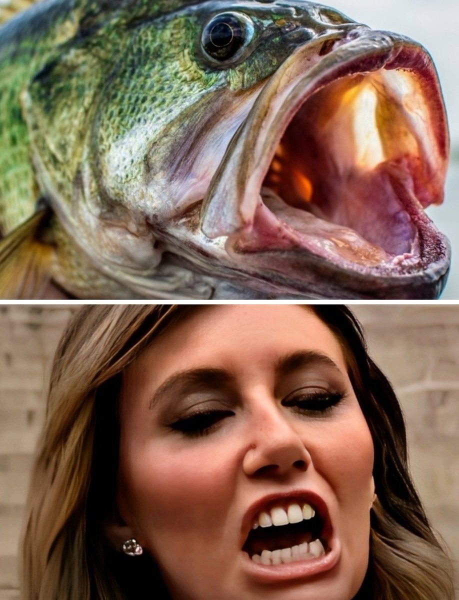 <a href="/MeidasTouch/">MeidasTouch</a> <a href="/Acyn/">Acyn</a> Largemouth bass are known for their aggressive and opportunistic disposition.