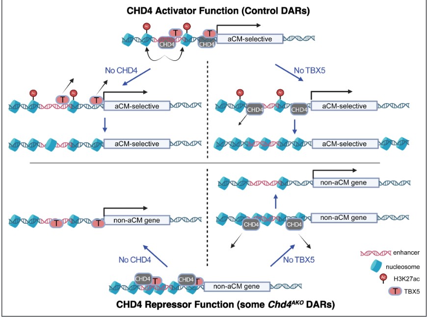 TBX5 recruits CHD4 to activate atrial genes and preserve rhythm. Disrupting this axis triggers AF in mice—highlighting CHD4 as a key epigenetic regulator in arrhythmia.  <a href="/MasonSweatPhD/">Mason</a> <a href="/williampu66/">williampu</a> <a href="/yiwang_tim/">Yi Wang</a> ahajournals.org/doi/full/10.11…