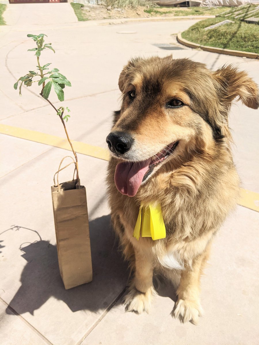 60本のボトル等をリサイクルして、木をもらってきた。詳しくはnoteで
note.com/miyuki_okada/n…