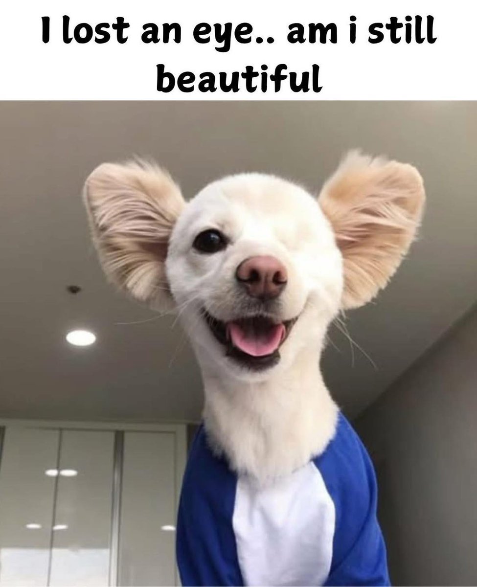 Beyond The Leash tweet media