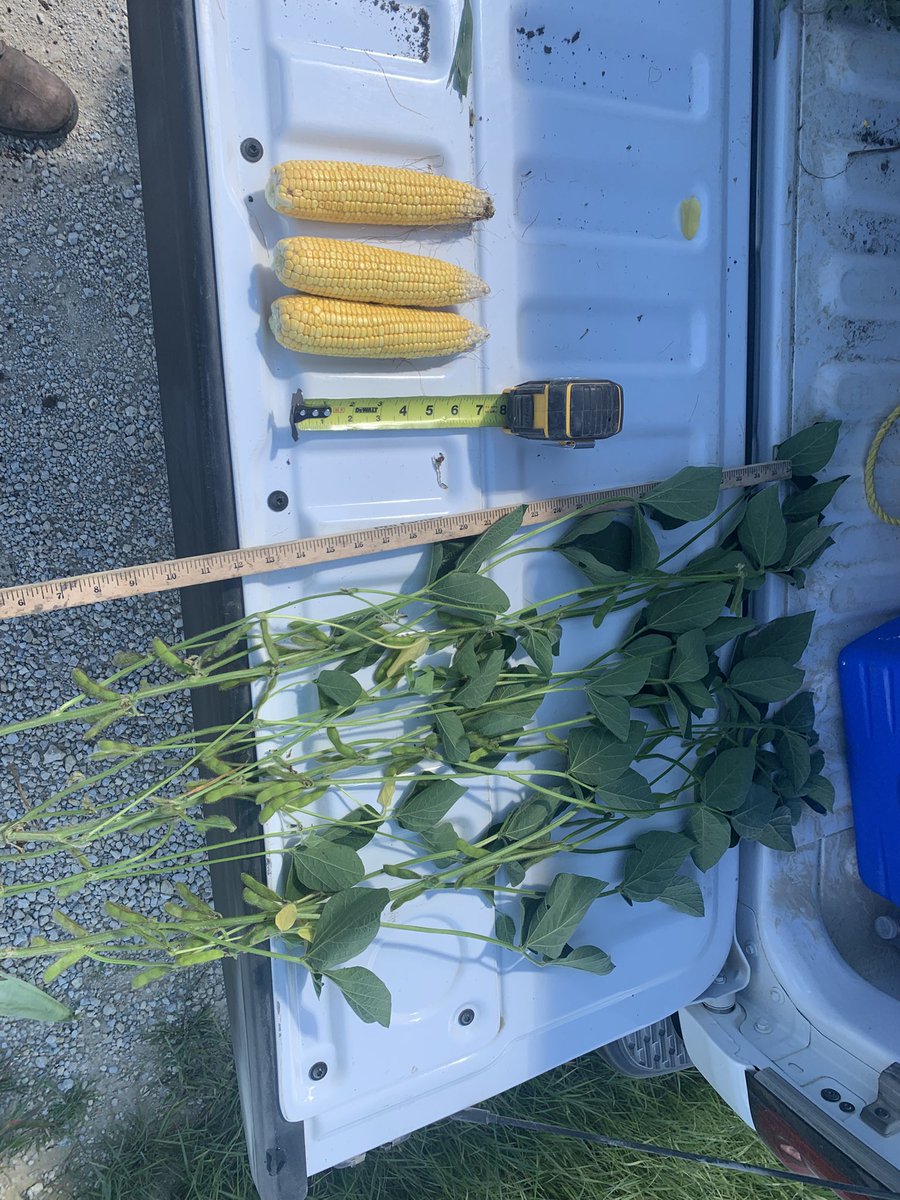 3 miles north east of Harmony.
First field with no sign of southern rust or tar spot and sliding fields looked healthy and great
Corn yield was  201. Soybean pod count was 1404
#pftour25
