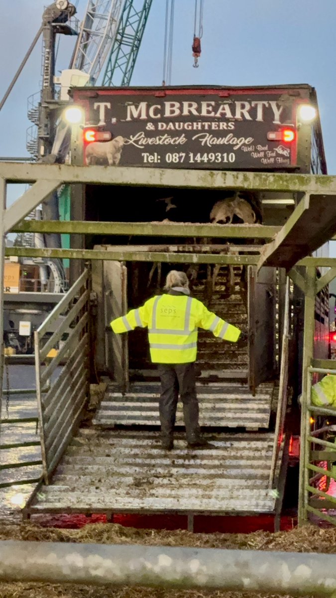 Shanua McBreatry from Donegal delivering in-calf heifers to the Shorthorn express in Waterford port. 
This shipment was bound for the port of Oran in Algeria back in January.

#FarmLife #Agriculture #IrishFarming #trucking
 #truckingchallenges