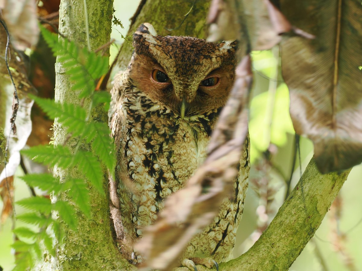 After 2 failed attempts at finding Rajah Scops-Owl, on Mount Kerinchi at night, it was a huge relief to see this bird in its day roost.