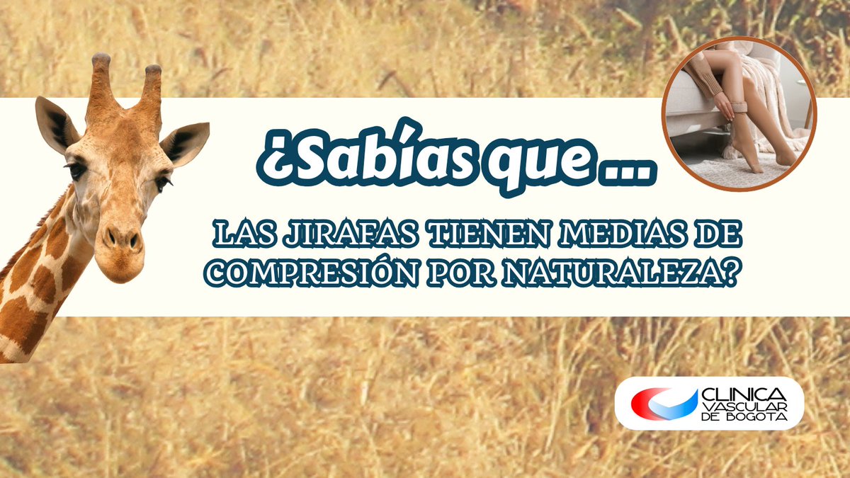 ClinicaVB's tweet photo. Estos mamíferos no sufren de varices o pies hinchados porque tienen un “traje natural” su piel es tan fuerte y ajustada ejerciendo una compresión sobre los demás tejidos y sistema venoso. En otras palabras, nacieron con medias incorporadas.

📖📖 Sacado del libro del Dr. Alberto Muñoz “Guía de Autocuidado, Prevención y Tratamiento de Venas Varices” (pág. 39).📖📖

Un recurso indispensable para entender cómo cuidar tu salud vascular y prevenir las várices.