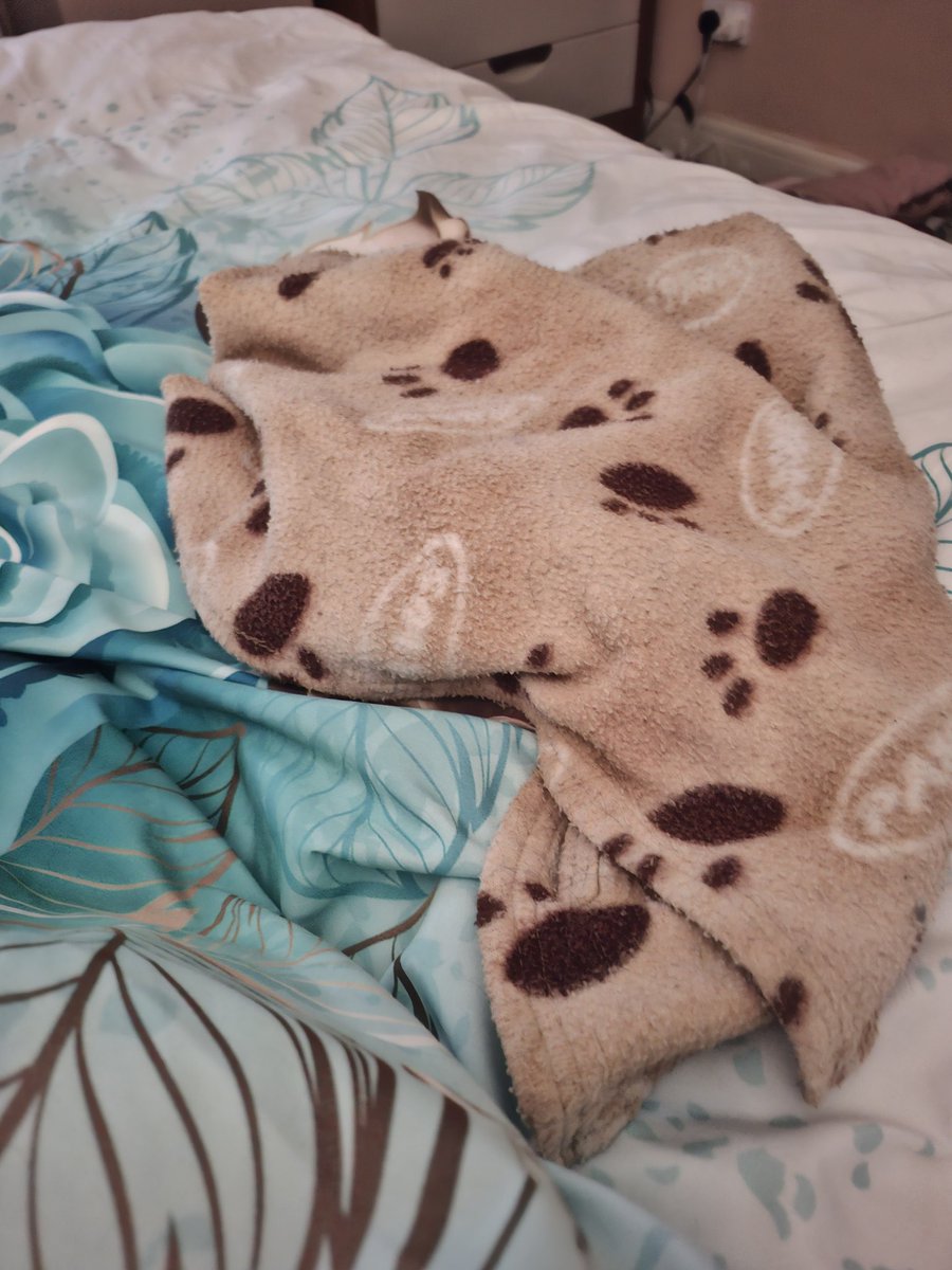 Gill ~ Cocker Spaniels Archie 🌈 Molly🌈 tweet media