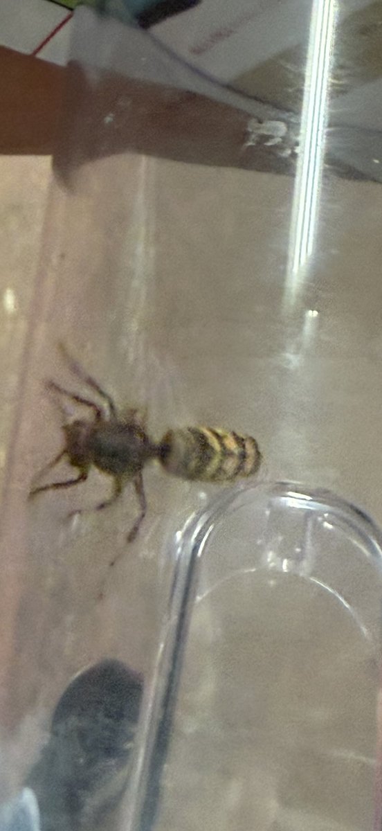 sipoco's tweet image. Welke wesp is dit? Lijkt eerder hoornaar. Formaat zeker 2 - 3 cm ⁦@wespenvriend⁩ ⁦@wespenstichting⁩
