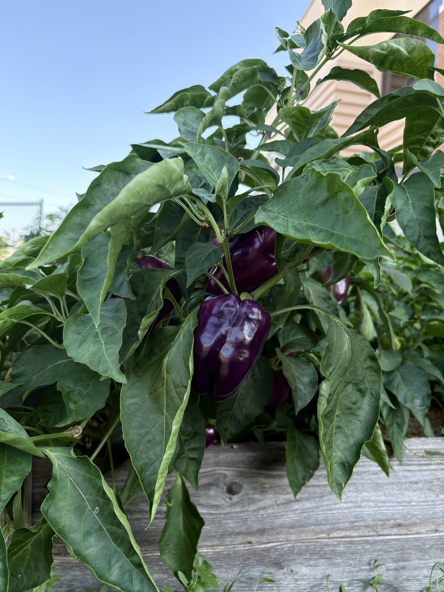 Growing some awesome produce in some of our <a href="/DMschools/">DM Public Schools</a> gardens!