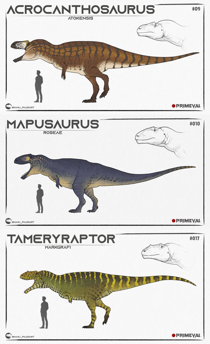 Jurassic_World_Fandom (@brycenator100) on Twitter photo 🥩 The Carcharodontosauridae Of My Novel Primeval: The Dark Continent So Far
🔺 Size And Number Placement Subject To Change
✍🏻 Commissioned By <a href="/MDinoart/">Manu_Paleoart</a> 🥩 The Carcharodontosauridae Of My Novel Primeval: The Dark Continent So Far
🔺 Size And Number Placement Subject To Change
✍🏻 Commissioned By <a href="/MDinoart/">Manu_Paleoart</a>