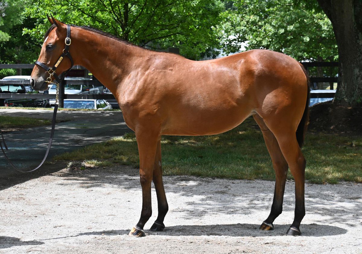 Liz Crow (@lcrow11) on Twitter photo Donna Romano (Beau Liam) wins first time out at Saratoga 🎪 for Mike Dubb and Stuart Grant.
Great ride by Manny and training job by <a href="/bradcoxracing/">Brad H. Cox Racing</a> broken by <a href="/paulmsharp/">Paul Sharp</a> thanks to all involved!
She was a <a href="/FasigTiptonCo/">Fasig-Tipton</a> July purchase for $47k Donna Romano (Beau Liam) wins first time out at Saratoga 🎪 for Mike Dubb and Stuart Grant.
Great ride by Manny and training job by <a href="/bradcoxracing/">Brad H. Cox Racing</a> broken by <a href="/paulmsharp/">Paul Sharp</a> thanks to all involved!
She was a <a href="/FasigTiptonCo/">Fasig-Tipton</a> July purchase for $47k