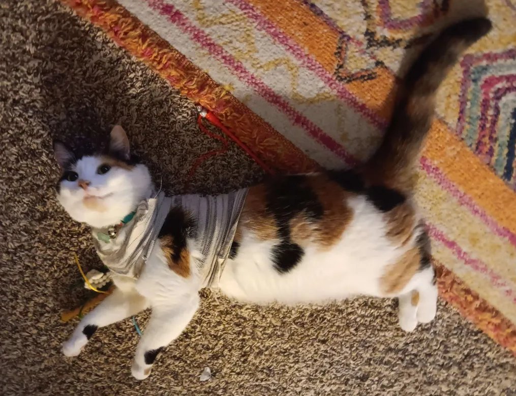 FaustFaust9 tweet media