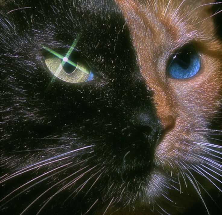 Black. (@blackdreamvibes) on Twitter photo 