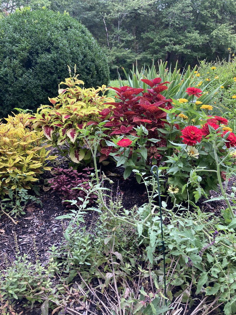 JoyceCarolOates's tweet image. Late August garden