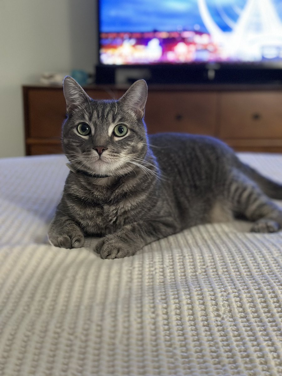it's my cat digit's birthday today. tell him happy birthday or else! 👊