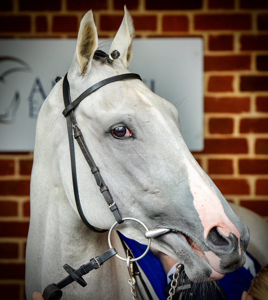 Michael Harris tweet media