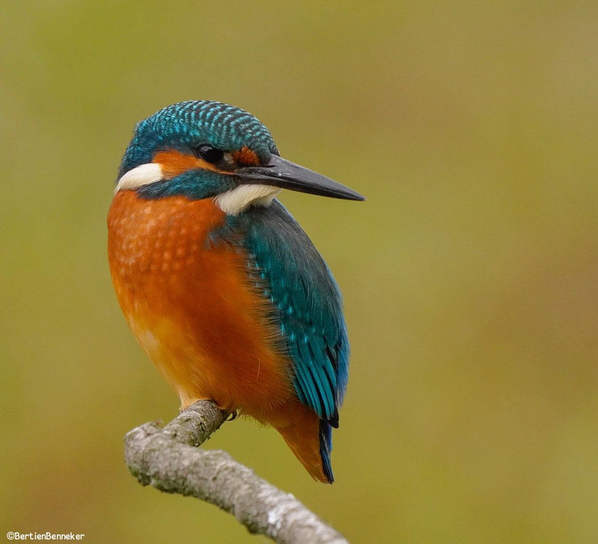 Goodnight, slaap lekker en tot morgen #Kingfisher #ijsvogel #birdsphotography #NaturePhotography