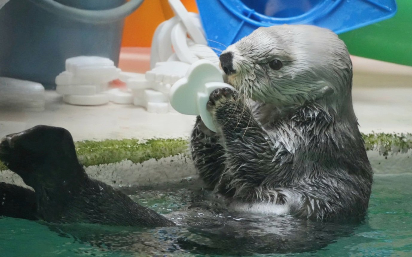 ☆ラッコ☆ ᴍɪʜᴏ ૮₍´• ᴥ •`₎ა on X: 