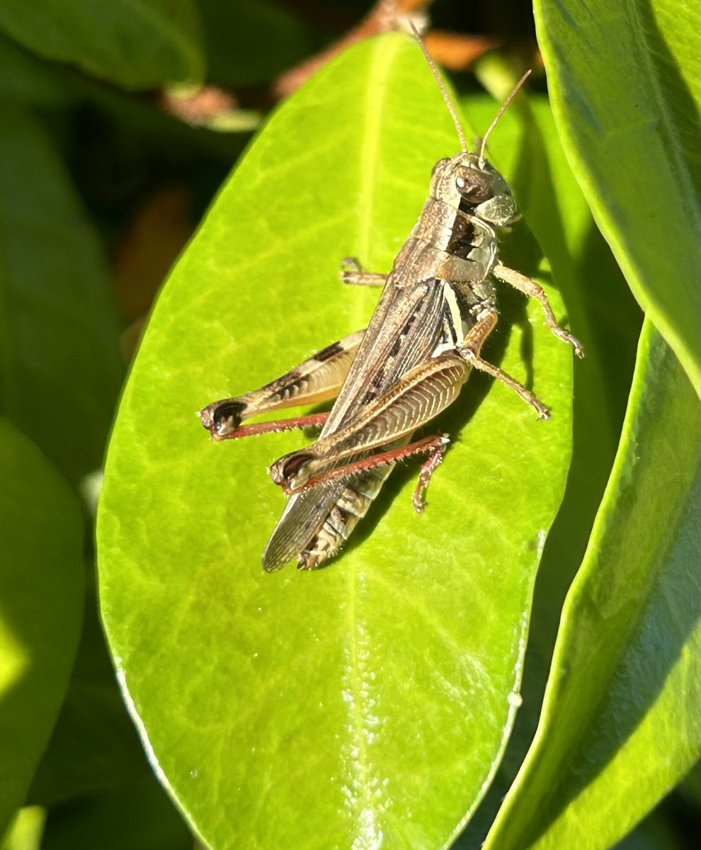 irishiker tweet media