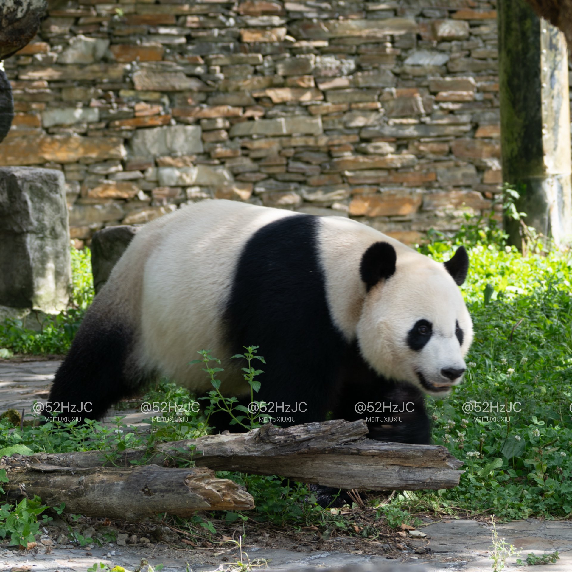 ♡ 。*❁panda cub❁*。大きなトランプJSK♡110♡ Two Panda Cubs Try to Spell | Spelling Song for Kids