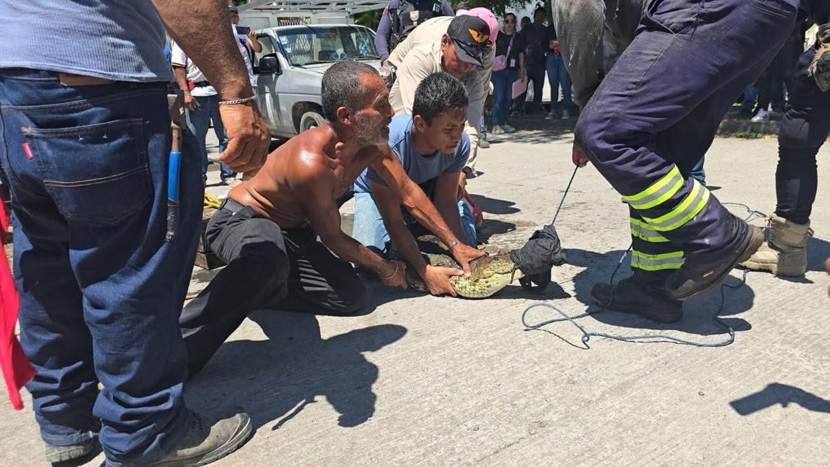 Imagen_Oax's tweet image. #FOTOREPORTE 📸 | Capturan cocodrilo en Lagos de Puente Moreno, Veracruz

Un cocodrilo fue capturado en el fraccionamiento Lagos de Puente Moreno, en Medellín de Bravo, luego de que vecinos lo detectaran dentro de una alcantarilla.

Elementos de Protección Civil acudieron al