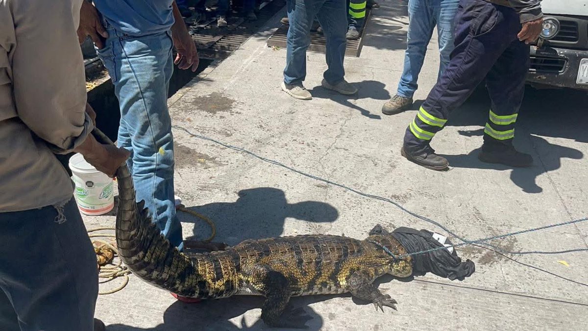 Imagen_Oax's tweet image. #FOTOREPORTE 📸 | Capturan cocodrilo en Lagos de Puente Moreno, Veracruz

Un cocodrilo fue capturado en el fraccionamiento Lagos de Puente Moreno, en Medellín de Bravo, luego de que vecinos lo detectaran dentro de una alcantarilla.

Elementos de Protección Civil acudieron al