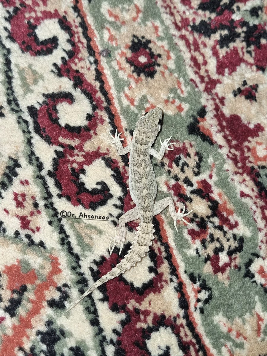 Nocturnal lizard commonly called as frontier bow-fingered gecko. The Altiphylax stoliczkai species are highly distributed in  Kargil Ladakh UT.
Local  language called Sjaarbaa.
Location:Chutumail Kargil Ladakh India.
