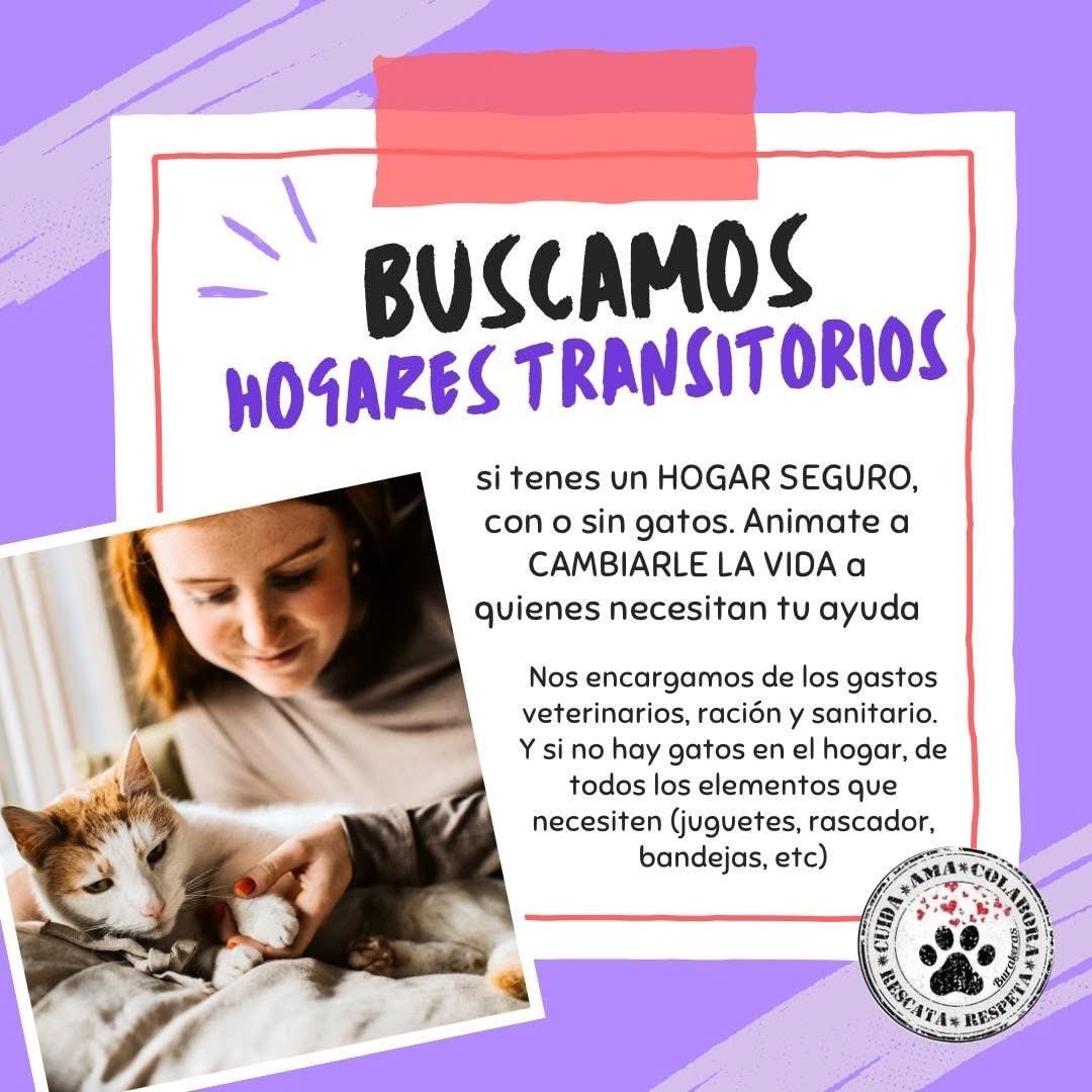 burakeras's tweet image. ⛔️Necesitamos con urgencia HOGARES TRANSITORIOS⛔️
❤️Por diversas y entendibles razones hemos perdido varios de nuestros hogares de acogida, personas de confianza y con mucha experiencia que lograron cambiar la vida de varios felinos, ahora te buscamos a VOS