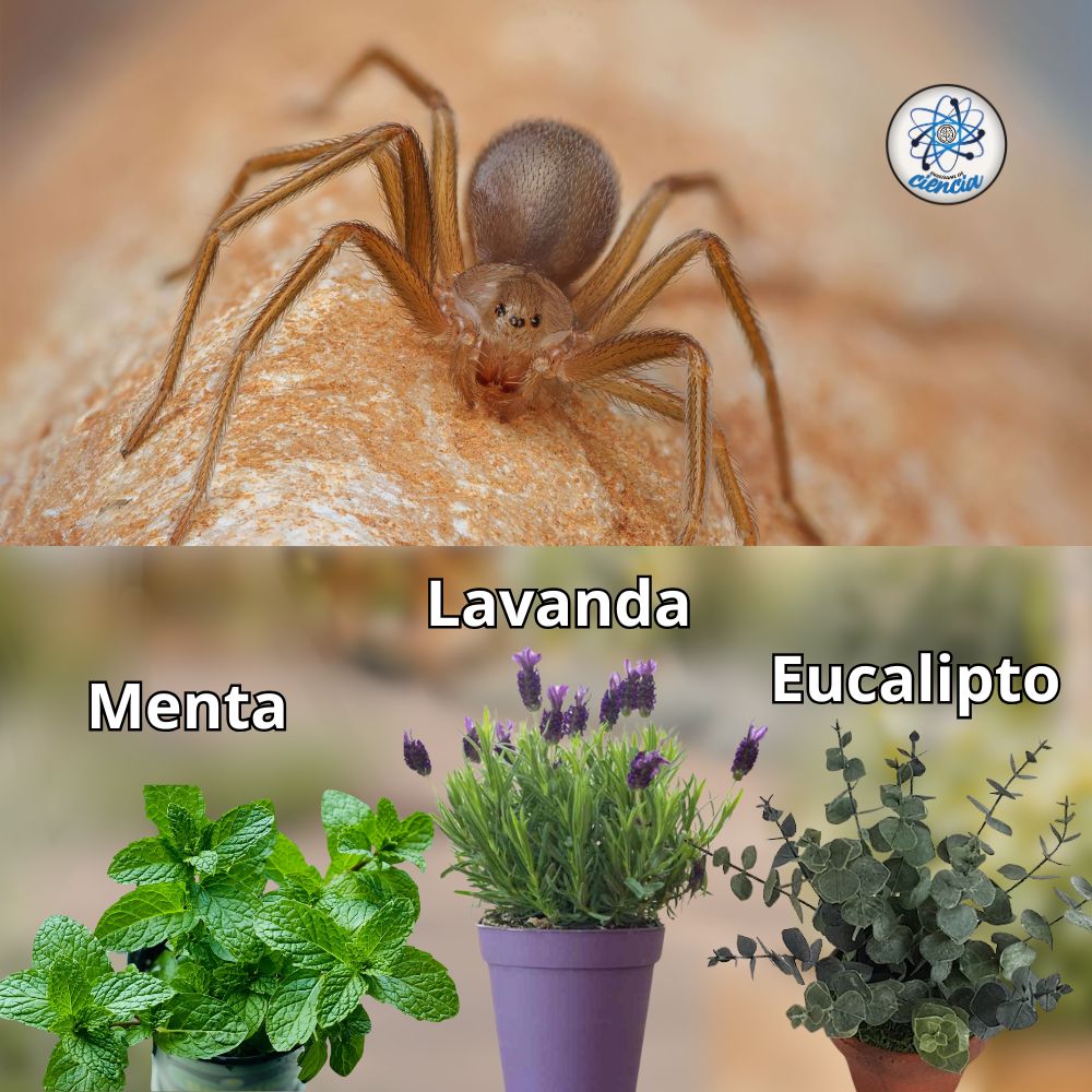 Enséñame de Ciencia tweet media