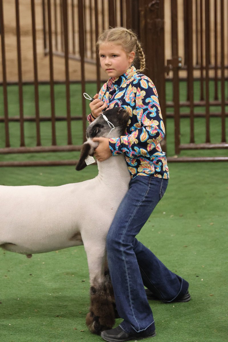 The goats and sheep took center ring Thursday at the 2025 Canadian County Free Fair. Check back on our website for more pictures at elrenotribune.com. (El Reno Tribune Photographer/Glen Miller)