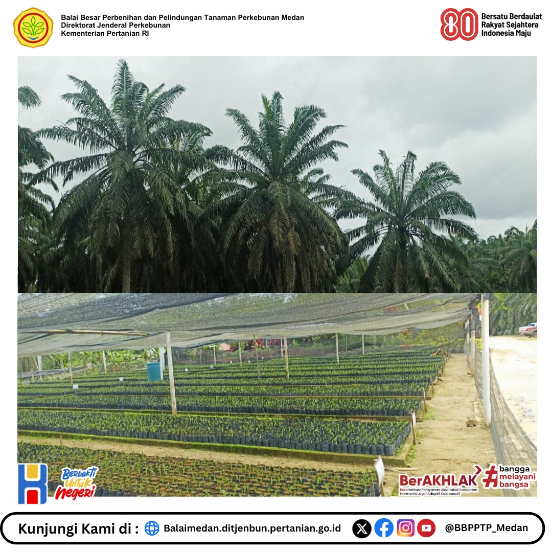 Bbpptp_Medan's tweet photo. Dalam rangka penambahan kebun induk dan pohon induk Dura dan Pisifera, PT.Sarana Inti Pratama (SAIN) menyampaikan usulan kepada Direktur Jenderal Perkebunan untuk menetapkan pohon induk hasil selfing dari kebun induk 
Baca Selengkapnya:
https://t.co/yW4FL1l2Jt https://t.co/vKfSF2j2X0