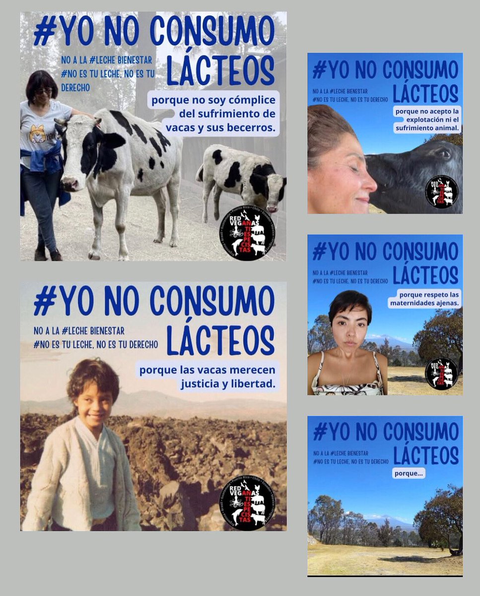 RedVeganasenX's tweet photo. Yo no consumo lácteos, porque ninguna madre debe ser separada de su bebé.

#LecheBienestar #YoNoConsumoLácteos #SíALasLechesVegetales #NoEsTuLecheNoEsTuDerecho #RedDeVeganasAntiespecistas 

@leche_para_el_bienestar @claudia_shein @gobmexico @laydasansores @ariadnamontielreyes https://t.co/4xzGuP4ZX9
