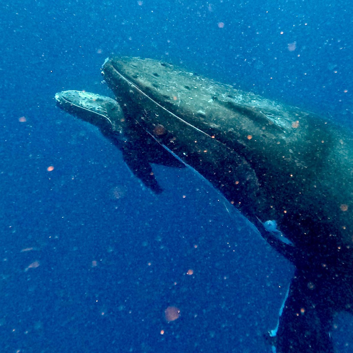 Fresh photos of the Tonga whales! 🐳 Book your 2026 adventures from 29 July onwards. Swim tropical lagoons, channels, coastal shallows, and share once-in-a-lifetime sea swims with these gentle giants: oceanswimsafaris.com/products/tonga… 🏊