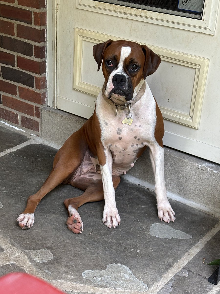 How can Rhonda be so overlooked . 2 yrs old. Lived with 6 Amish boys 2-16. Loves other dogs . She is gorgeous. #housebroken #cratetrained #loving #sweet , good on leash and likes to hike. Fostered in #Lancaster #PA home to hundreds of cruel Amish mills. #boxerdogs #adoptdontshop