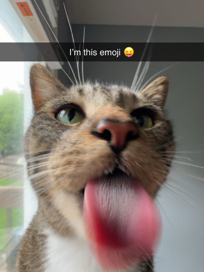 petcats99's tweet photo. https://t.co/dDoT8ILQ1g
