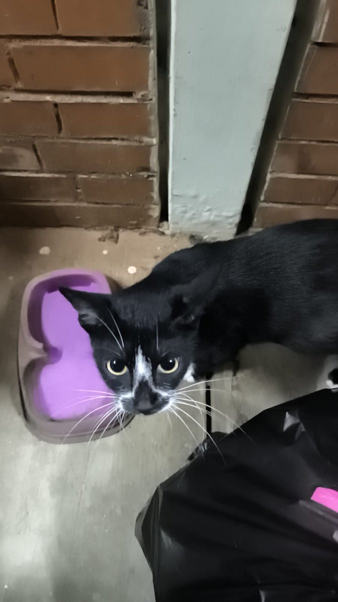 UI Peduli Hewan tweet media