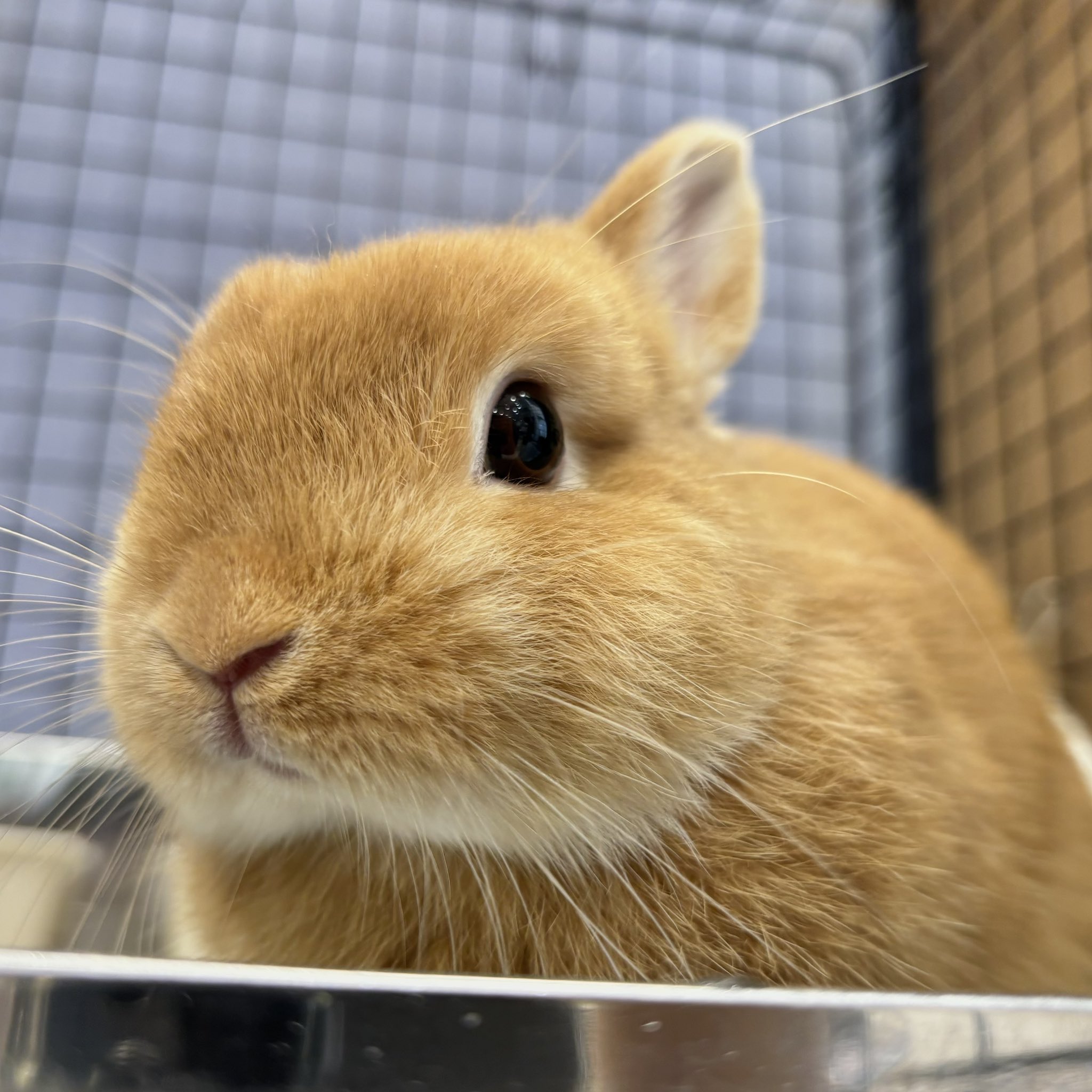 うさぎ_(・×・_∪⌒)ο 高井直子ﾓﾃﾞﾙ Symbol Rabbit S – YON (ヨン）| 公式オンラインサイト
