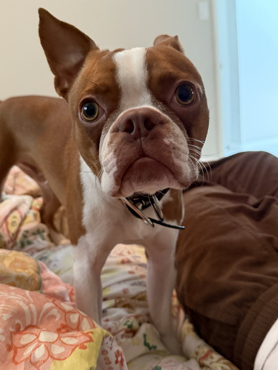 Anisa Jomha tweet media