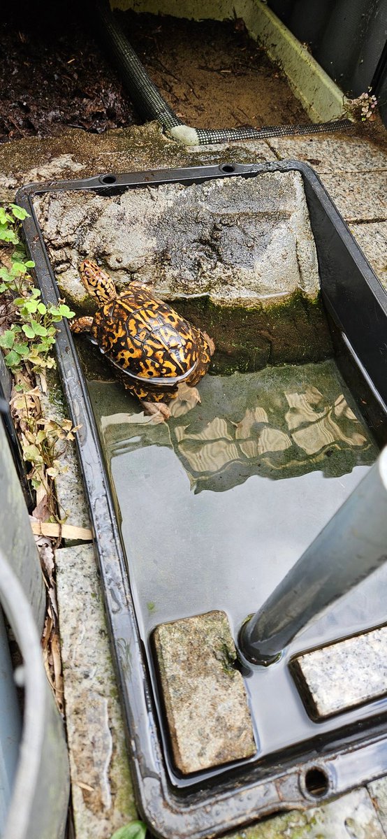 水換え
最近仕事が忙しく帰宅が遅いので、朝出勤前に交換する　
すぐ水浴びをしにくるのも可愛らしさ

#トウブハコガメ
#Terrapenecarolinacarolina
#easternboxturtle