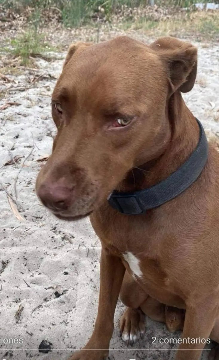 MatuNogueira's tweet photo. Copio de FB: SE BUSCAN INTENSAMENTE!! SALIERON EN LA MAÑANA DEL PEAJE DE PANDO. PUEDEN ESTAR EN CUALQUIER LUGAR. LLEVABAN CAPA PUESTA. 
SE AGRADECE COMPARTIR 🙏.
095577996 https://t.co/xOoP8cjnYV