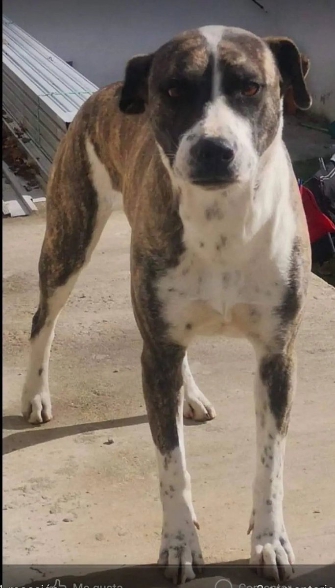 Copio de FB: SE BUSCAN INTENSAMENTE!! SALIERON EN LA MAÑANA DEL PEAJE DE PANDO. PUEDEN ESTAR EN CUALQUIER LUGAR. LLEVABAN CAPA PUESTA. 
SE AGRADECE COMPARTIR 🙏.
095577996