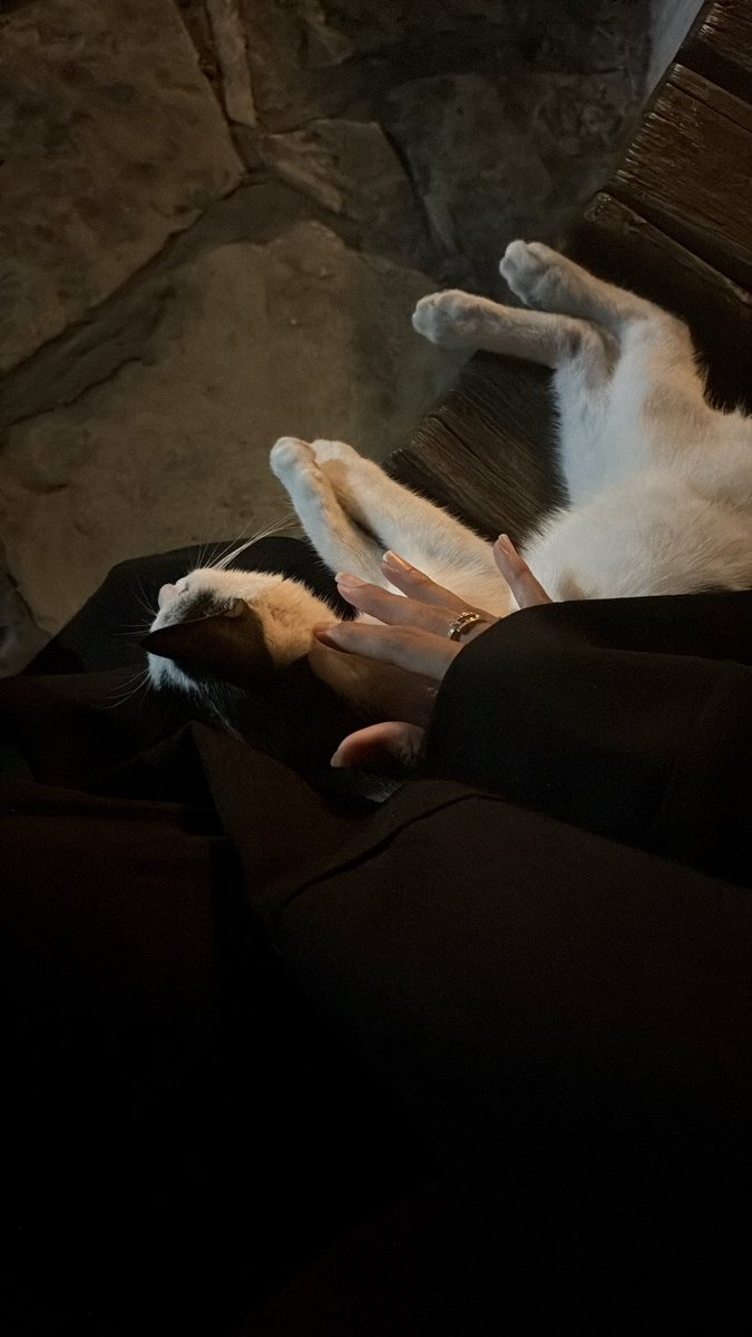 Miaou