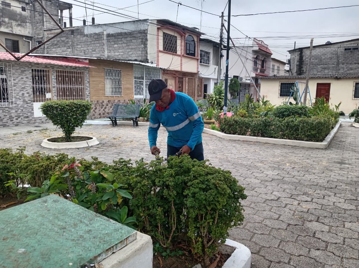 parquesgye's tweet photo. 🌳El parque de la Mz. 316 en Sauces 6 fue intervenido con poda, limpieza y desalojo. Acciones reales para mejorar la calidad de vida en nuestros barrios. #CiudadDetodos #Guayaquil #ParquesEP @alcaldiagye @aquilesalvarez https://t.co/Hl6uyMSKvD