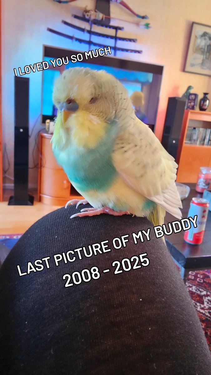 WeskFireSun's tweet photo. Sorry, there was no stream today. It has been a sad day because my bird has passed away today.
I already miss you, buddy <3 https://t.co/bcRFPhoatH