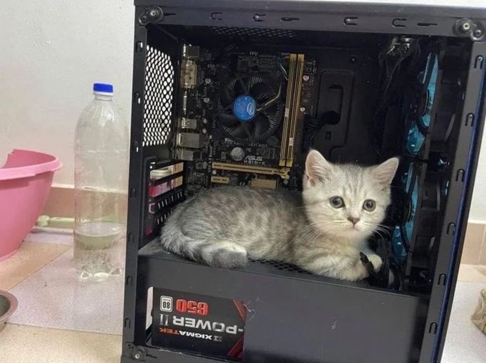 gatinarios's tweet image. meu pc tá miado
