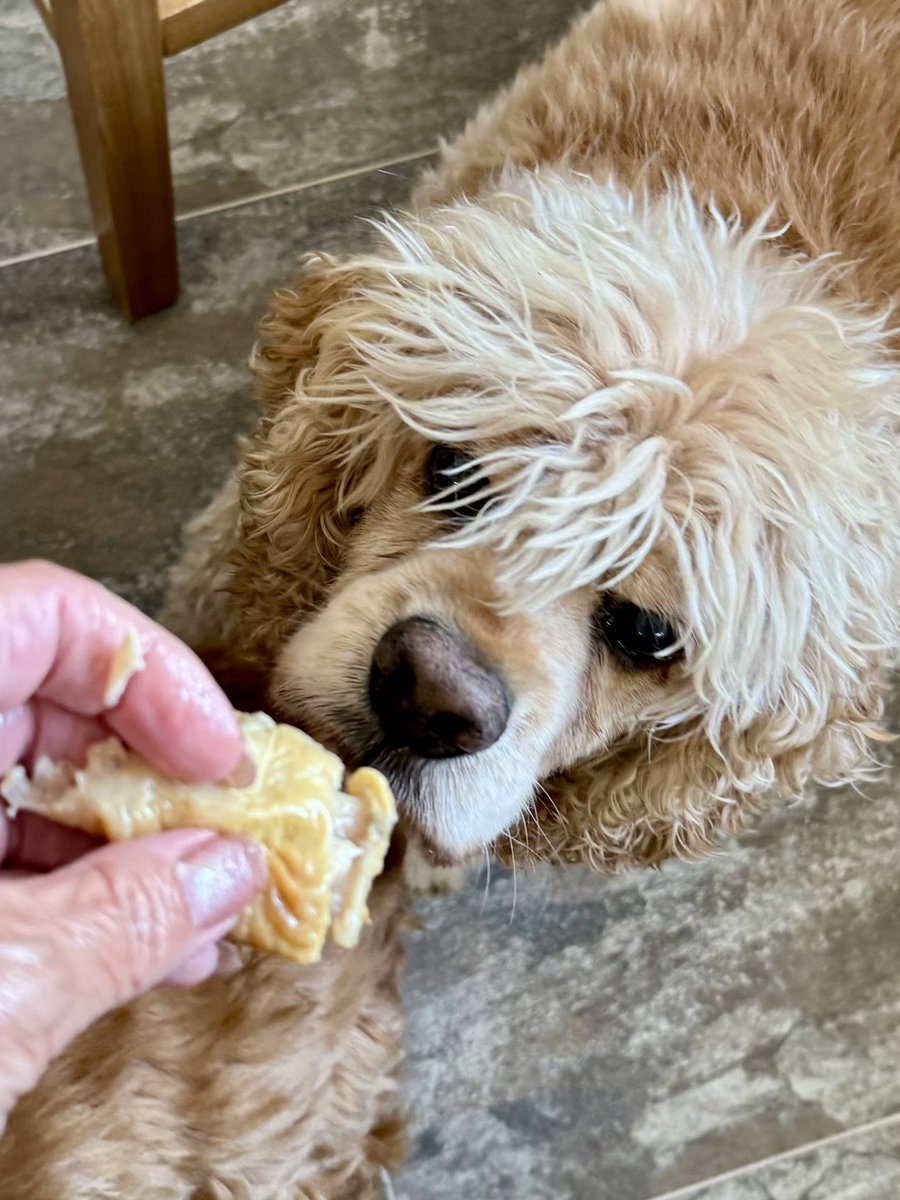 SpanielsSuper's tweet image. What bit of one chicken for each dog doesn’t she understand?

She’s not eating it?
You are!

#ChickenMath