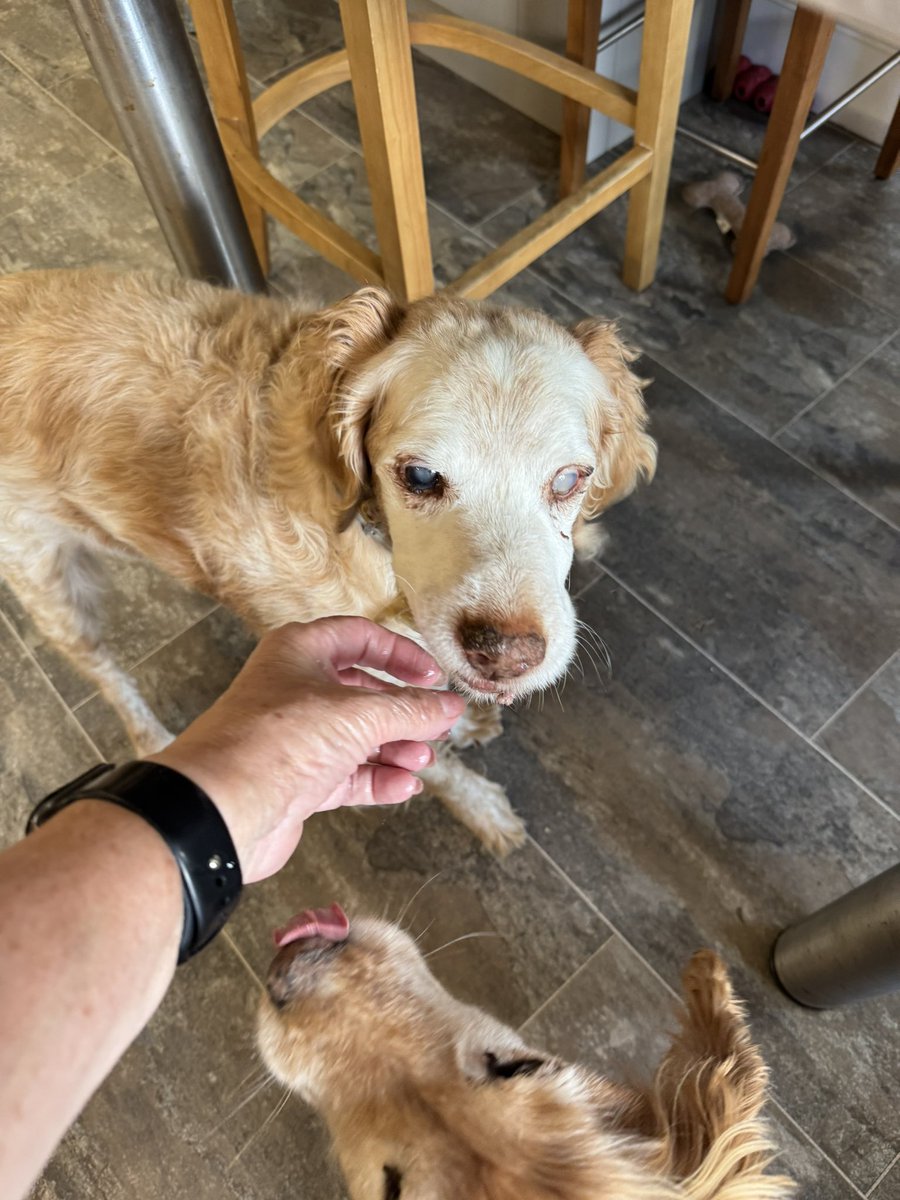 SpanielsSuper's tweet image. What bit of one chicken for each dog doesn’t she understand?

She’s not eating it?
You are!

#ChickenMath