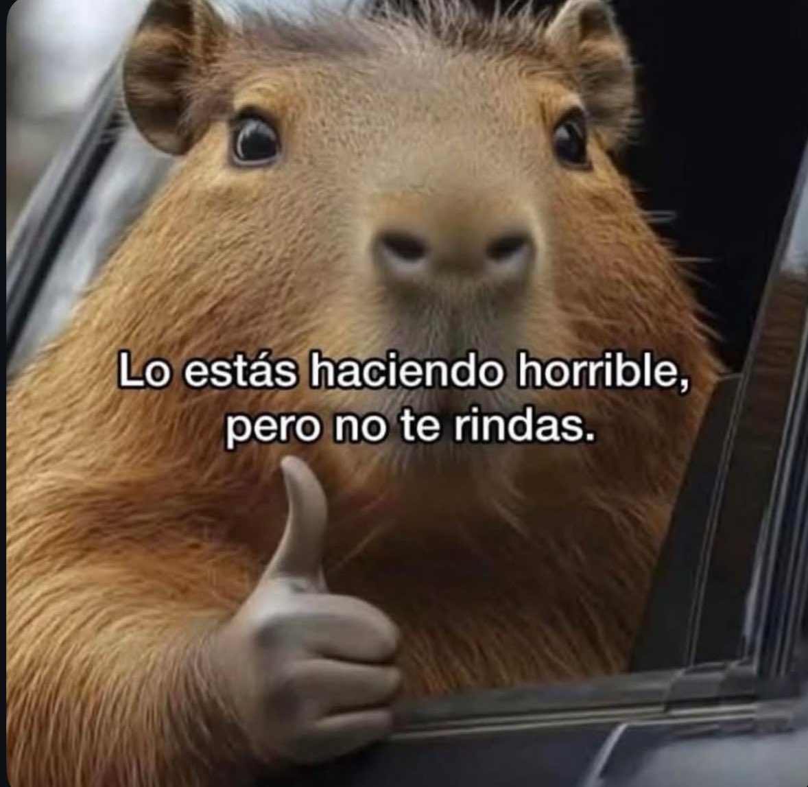 memes feos yo qué sé (@memefeos) on Twitter photo 