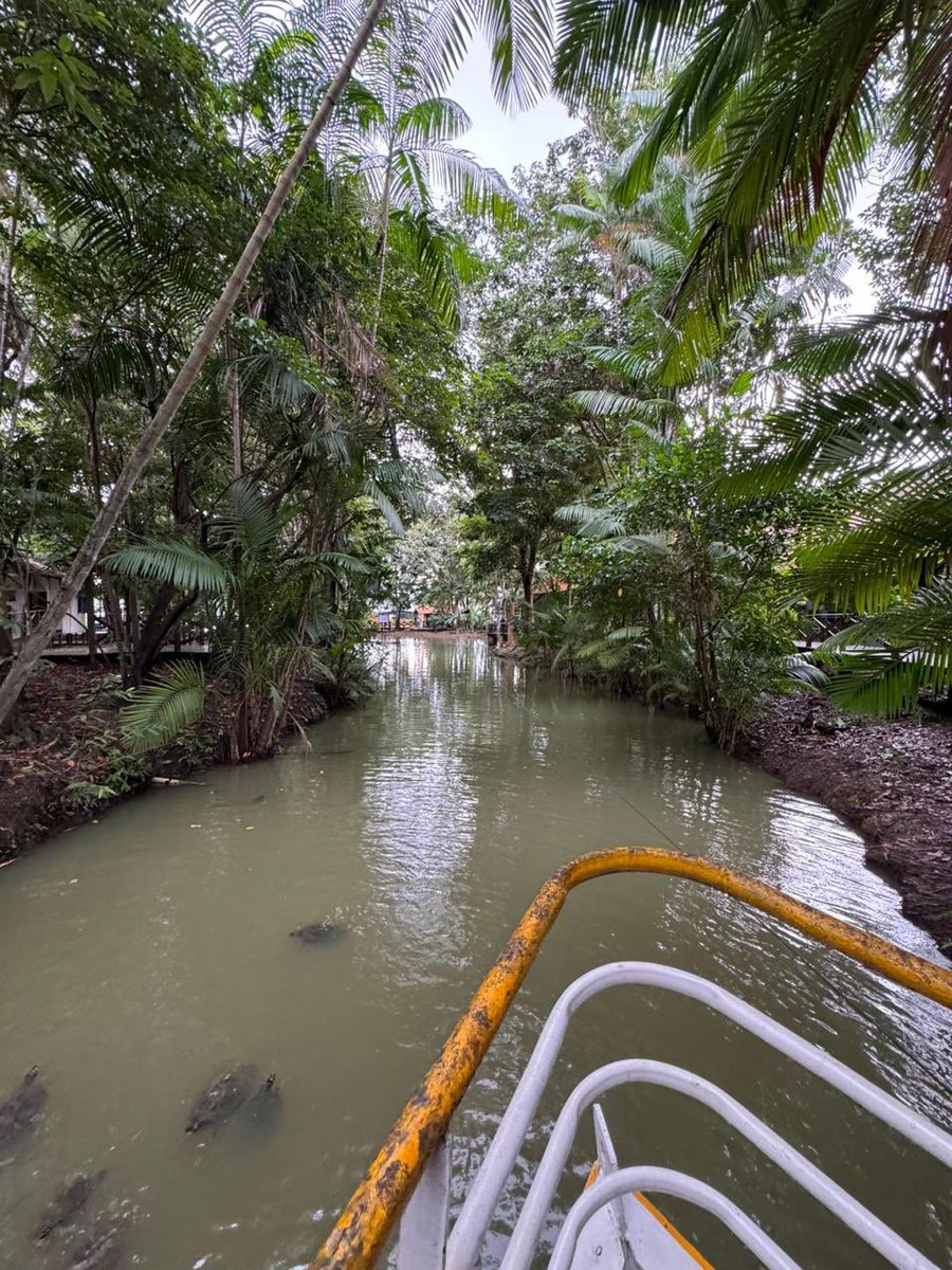 tomaz_miranda_'s tweet photo. #tbt com os encantos do Amapá e as primeiras inspirações de versos para o #samba15.
Regateando o Amazonas, a vida que jorra de seus rios, quilombos e matas. No meio do mundo a fé que benze e cura.
De uma Mangueira quase centenária, que segue os rastros das folhas secas, se identifica como história viva de pé e finca suas raízes onde começa o Brasil.