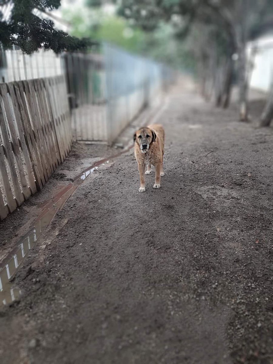 #Ávila
#MILA tiene 8 años. Deambulaba sola por un pueblo… su cuerpo hablaba de hambre, de abandono, nadie parecía reparar en ella, solo una vecina que dio el aviso.

Fuimos a buscarla… y en ese instante, se rindió al cariño, se dejó querer. Creemos que perteneció a algún