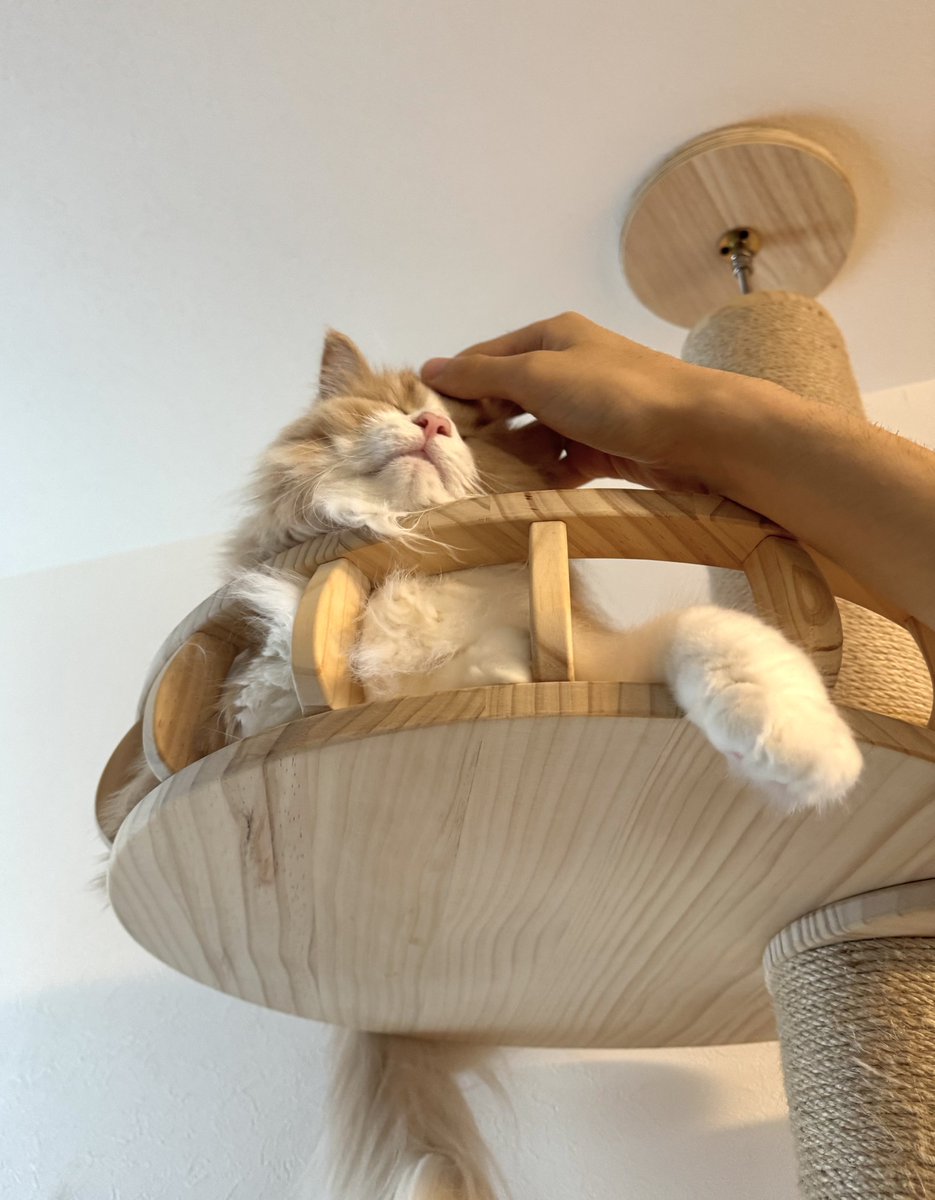 ロカくん、おはよー！
同居生活538日。

ロカくんどこー？と探していると、
キャットタワーの上で面倒くさそうに飼い主を見つめる姿を発見👀

んもー！！！（可愛い）

#サイベリアン
#猫のいる暮らし
#ねこ好きさんと繋がりたい